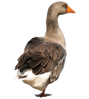 a goose